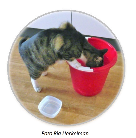 kat drinkt uit emmer water